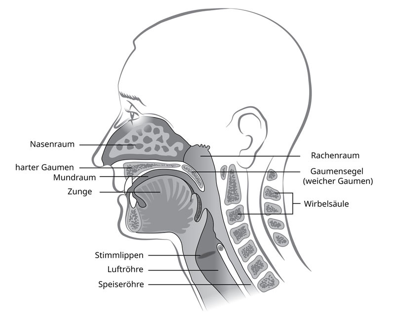 Seitlicher Schnitt durch Kopf und Hals: Nasenraum, harter Gaumen, Mundraum, Zunge, Rachenraum, Gaumensegel, Stimmlippen, Luftröhre und Speiseröhre